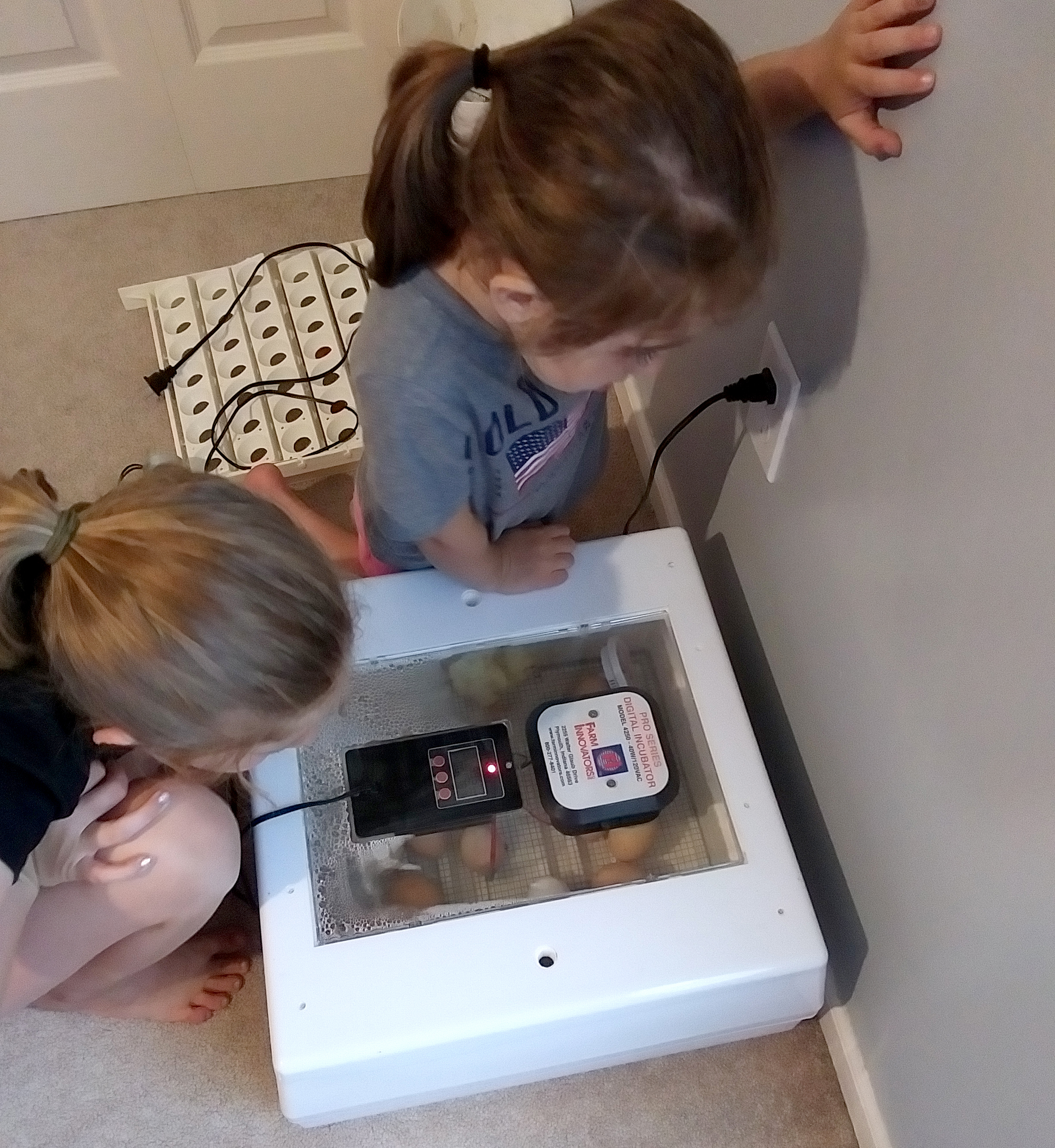 Children checking eggs in incubator